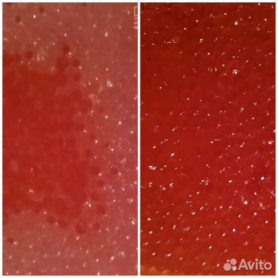 Красная икра 2023