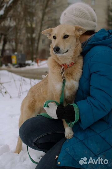 Собака в добрые руки