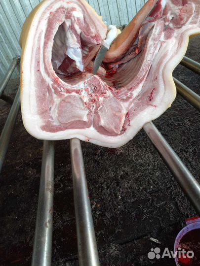 Мясо свинина