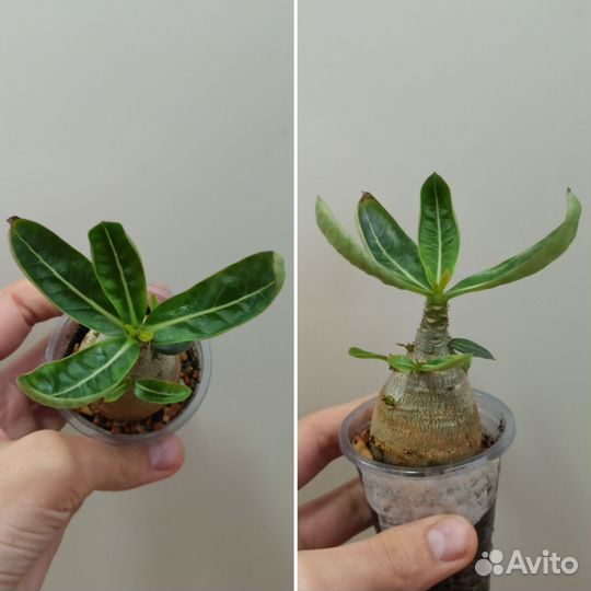 Бронь Адениум арабикум. Сеянец