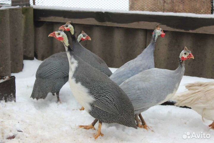 Цесарка и цесарята