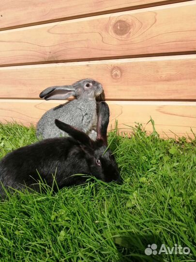 Кролики, самец