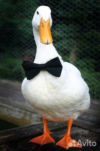 Утка Мулард