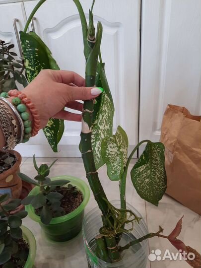 Диффенбахия