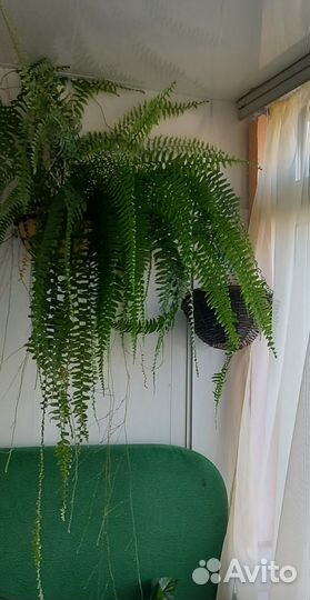 Эпифиллум.папоротник,аглаонема б.дж. фридман