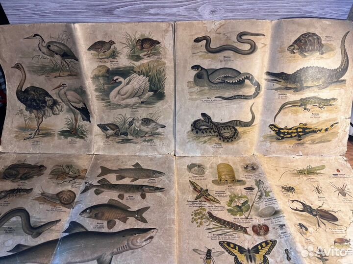 Дореволюционный плакат 1900-1917 ткань школа