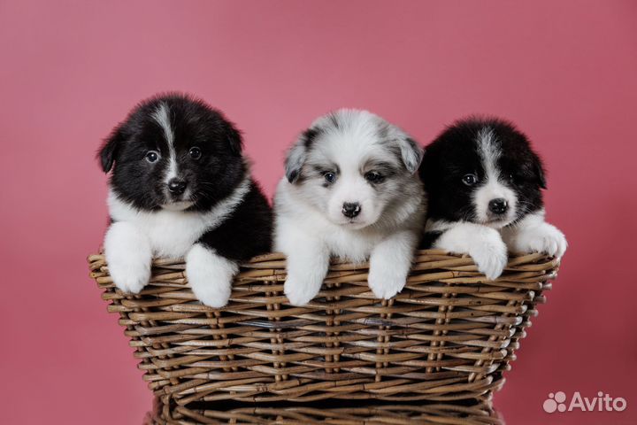 Щенки бордер колли