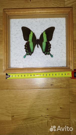 Бабочка в рамке