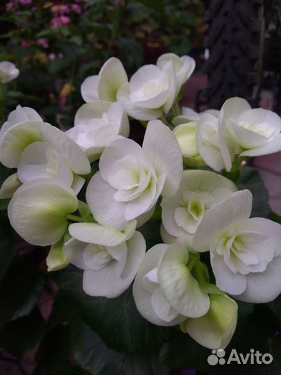 Бегония Элатиор,Шардоне