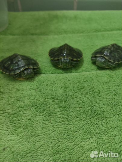 Красноухая черепаха бесплатно