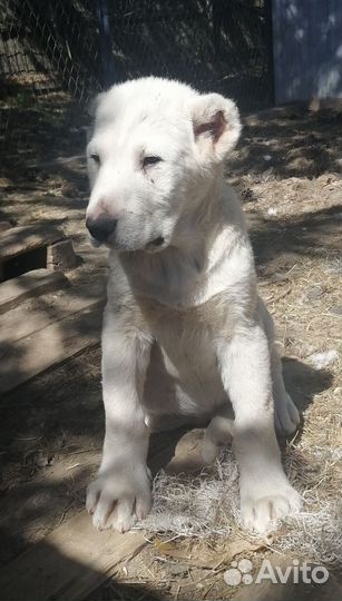 Среднеазиатская овчарка