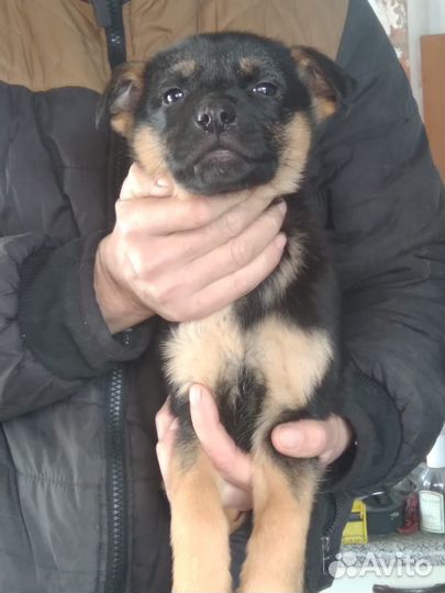 Щенки немецкой овчарки даром в хорошие руки