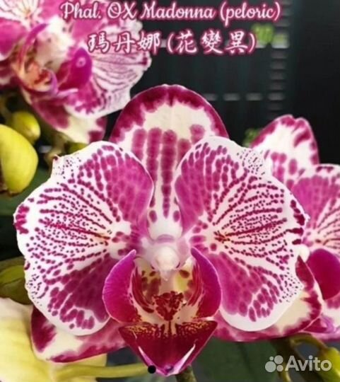 Орхидея Мадонна