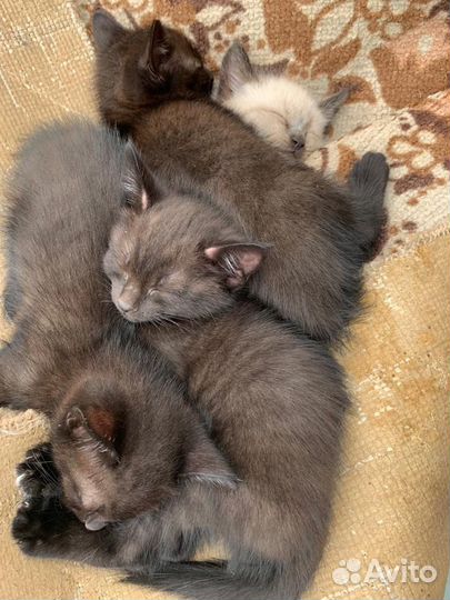 Сиамские котята