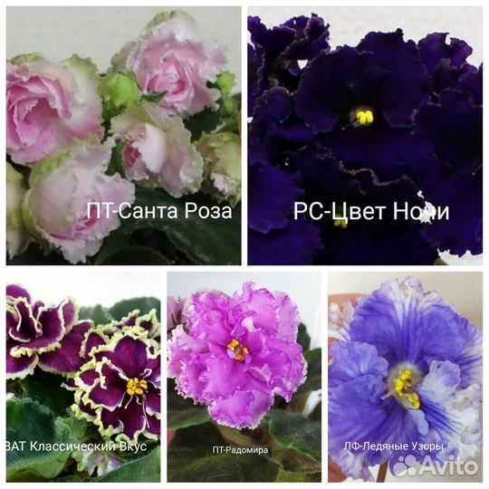 Детки сортовых фиалок