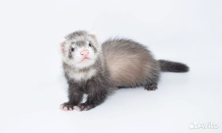 Хорьки домашние. Редкие окрасы