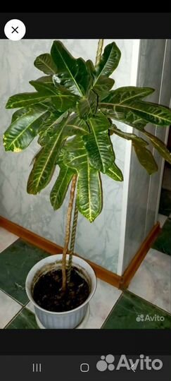 Кротон 1м 7см в высоту