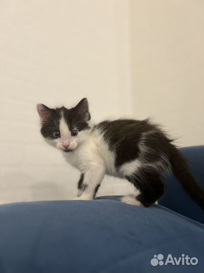 Котенок бесплатно