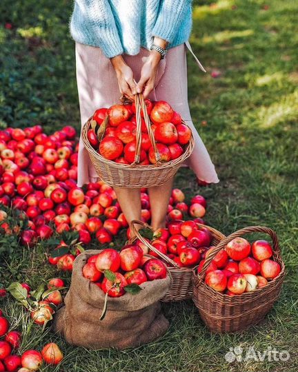 Сбор яблок вахта