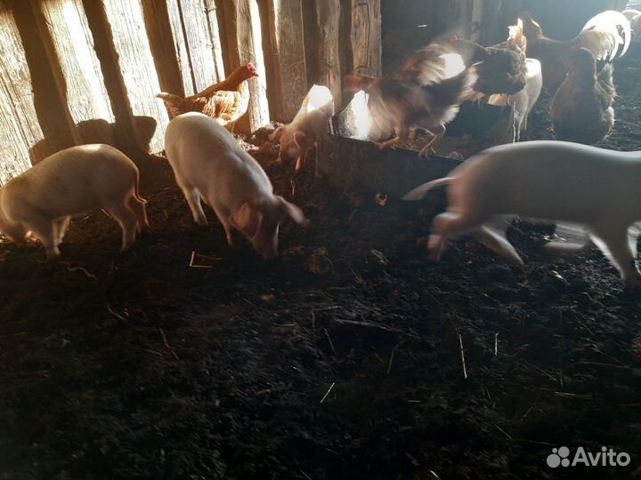 Поросята