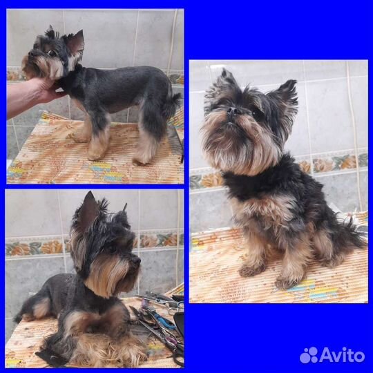 Стрижка собак, груминг, уход, Йорк, Чихуа, Ши-тцу