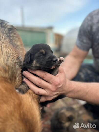 Щенки немецкой овчарки