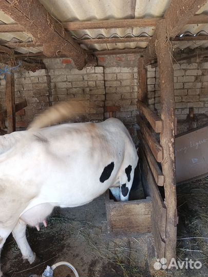 Две коровы и телочка