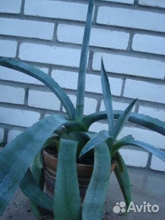 Агава голубая американская