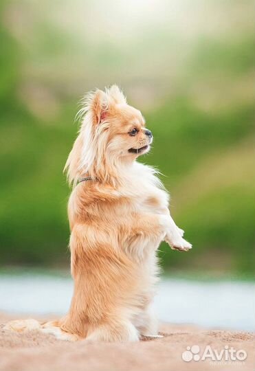 Вязка кобель чихуахуа