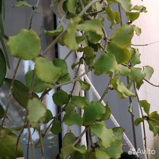 Хойя Каньякумариана