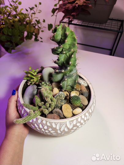 Подарочная композиция из кактусов, суккулентов