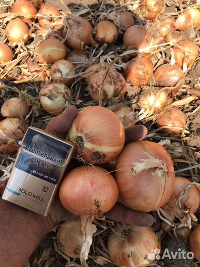 Лук репчатый оптом