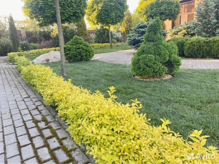 Рулонный газон 