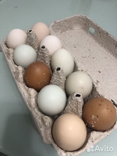 Куры несушки