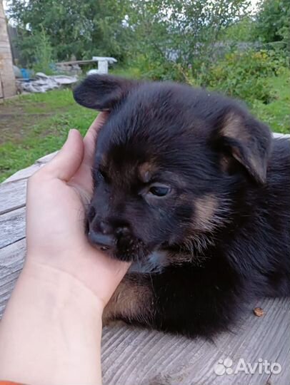 Собака в добрые руки отдам бесплатно
