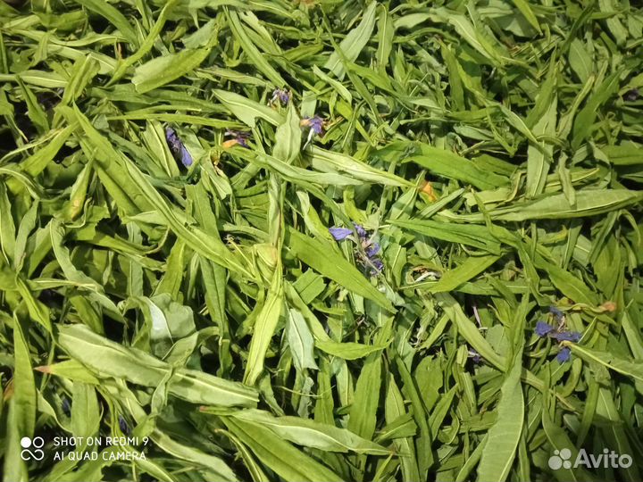 Иван-чай (Кипрей)