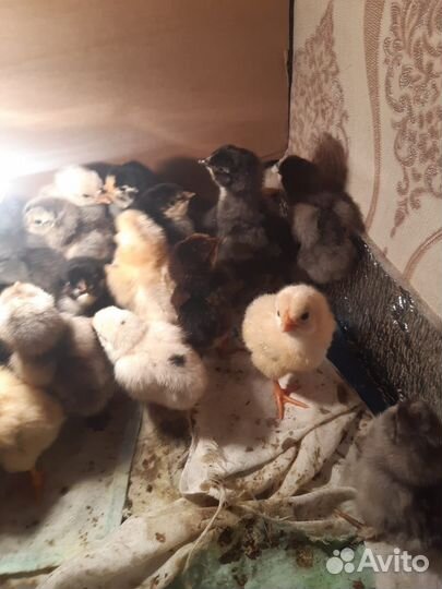 Цыплята кур несушек