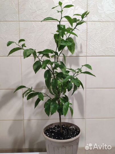 Мандариновое и грейпфрутовое дерево