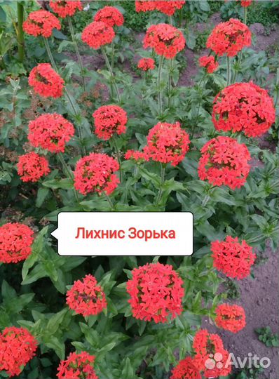 Многолетние цветы