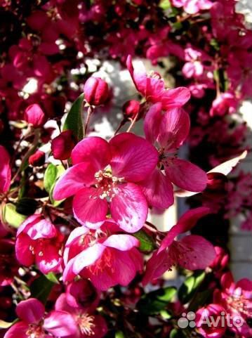 Яблоня декоративная 