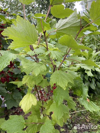 Красная смородина