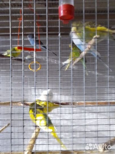 Волнистые попугаи