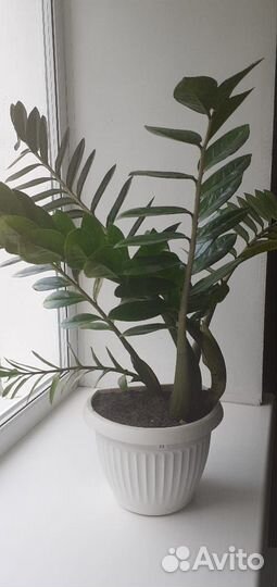 Комнатные домашние растения