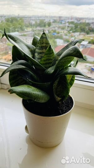 Сансевиерия