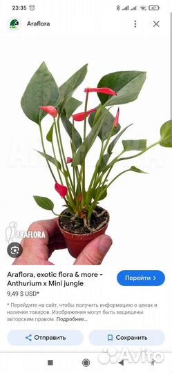 Антуриум мини темно-розовый