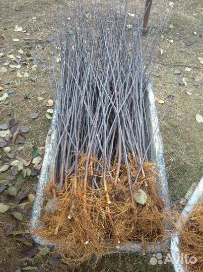 Подвой яблони 54-118