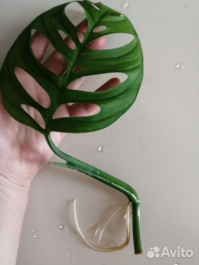 Монстера Эскелето (Monstera Esqueleto) и другие