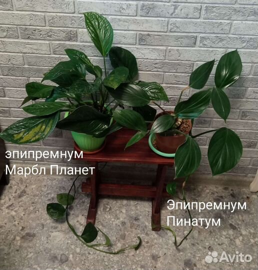 Лианы, эпипремнумы