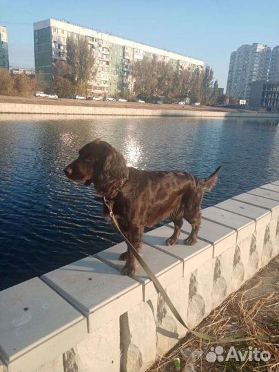 Немецкий вахтельхунд