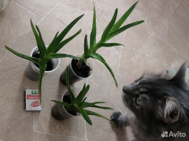 Сциндапсус Алоэ Маранта